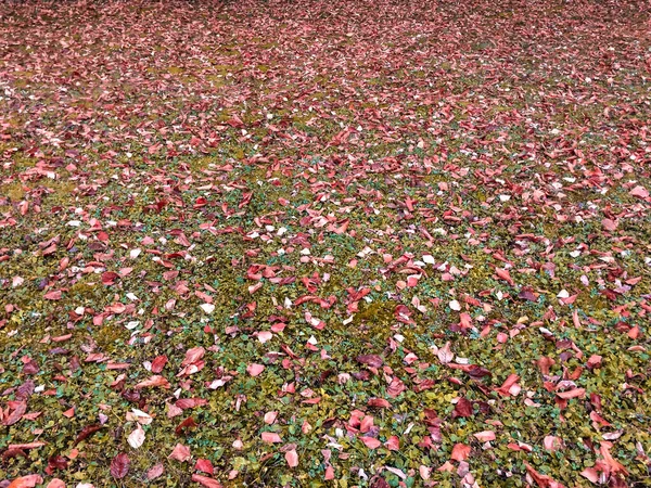 Yeşil çimenlerin üzerinde kurumuş kahverengi yapraklar var.