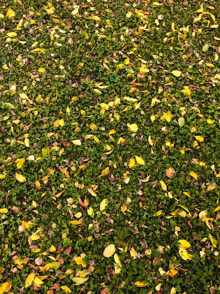 Getrocknete gelbe Blätter liegen auf grünem Gras — Stockfoto