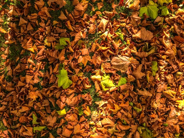 Getrocknete braune Blätter auf grünem Gras liegend — Stockfoto