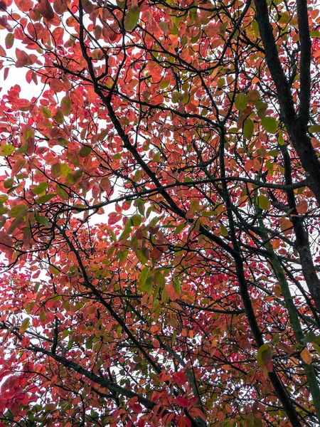 Czerwone i żółtawo zielone liście z gałęziami — Zdjęcie stockowe