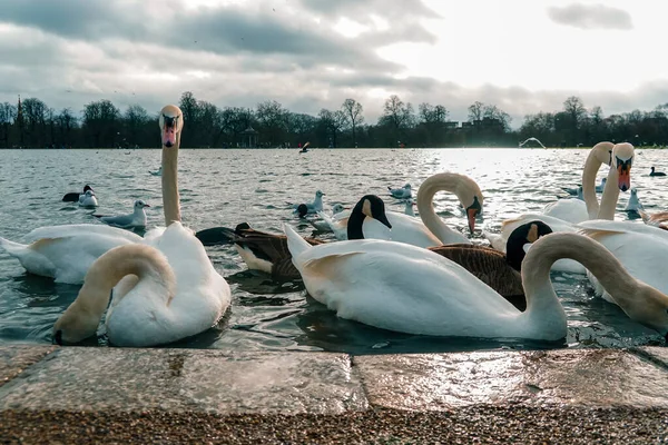 Um grupo de pássaros, cisnes nadando em um lago — Fotografia de Stock