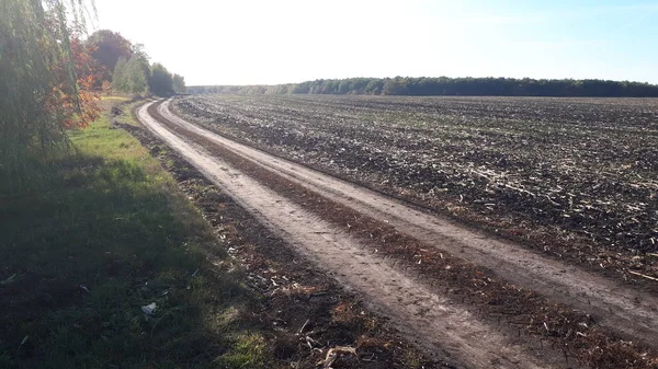 Güzel mısır, mısır denizi