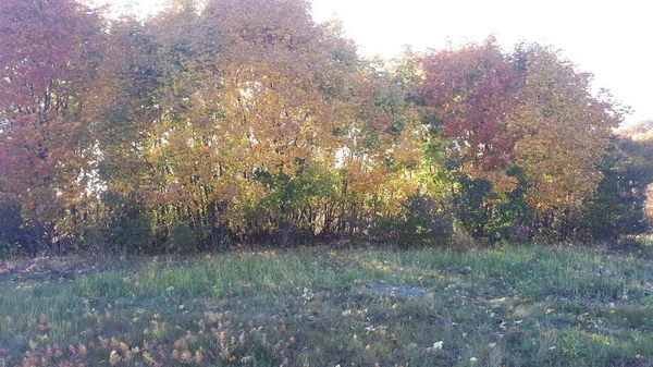    Orman kuşağındaki bir ağaç manzarası