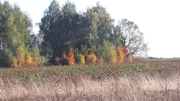    Orman kuşağındaki bir ağaç manzarası