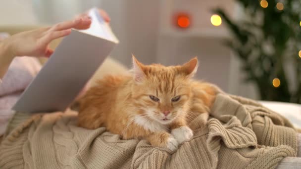 Rojo Tabby Gato Mujer Lectura Libro Casa — Vídeo de stock