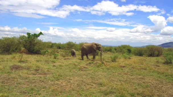 Olifant met baby of kalf in savanne in Afrika — Stockvideo