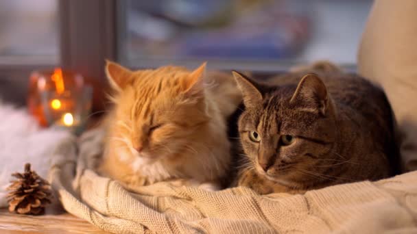 Dos Gatos Acostado Manta Casa Ventana Alféizar — Vídeo de stock