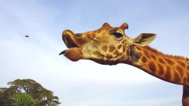 Giraffa cattura mangime in Africa — Video Stock