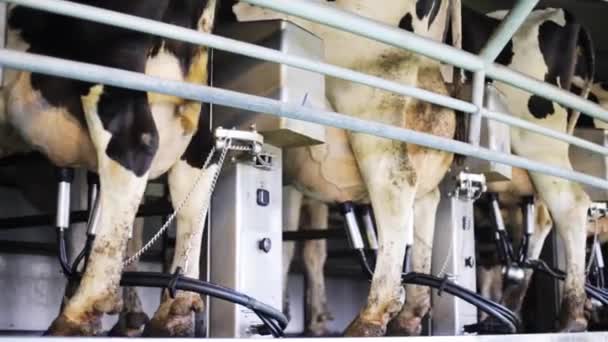 Cows udder milking with breast on dairy farm — Stock Video ©  Syda_Productions #126345870