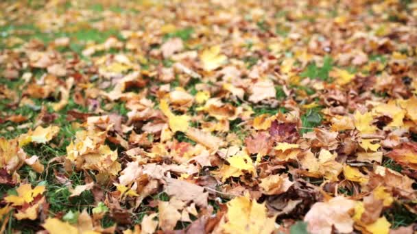 Опавшие Осенние Кленовые Листья Лугу — стоковое видео