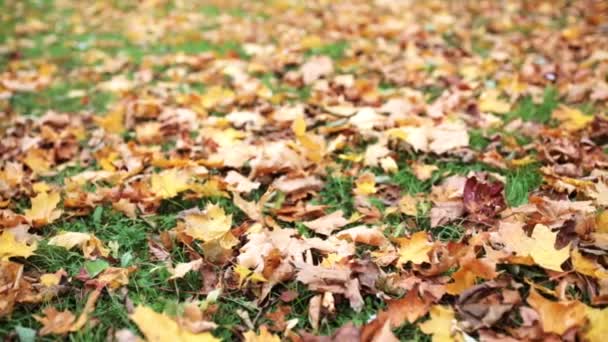 Feuilles Érable Automne Tombées Sur Prairie — Video