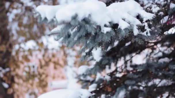 Зимой Стряхивая Снег Еловой Ветки — стоковое видео