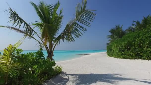 Palmiyeli Maldivler Plajı — Stok video