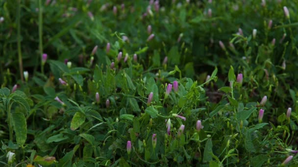 Vidéo Fleurs Matin — Video