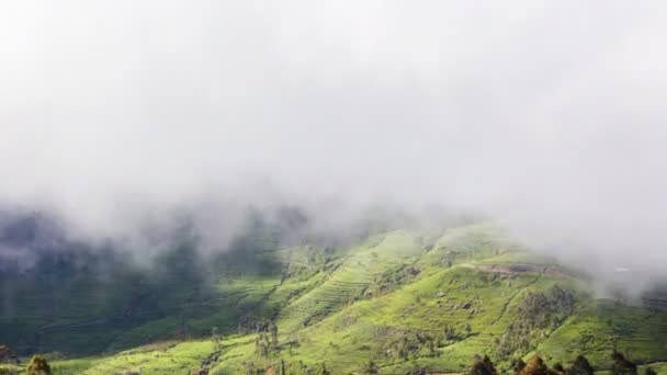 云中的山里的利普顿茶种植园 — 图库视频影像