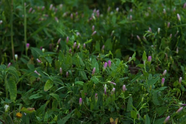 Video Apertura Flores — Vídeo de stock