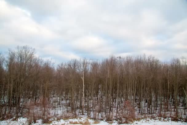 Árbol Invierno Con Nubes — Vídeos de Stock