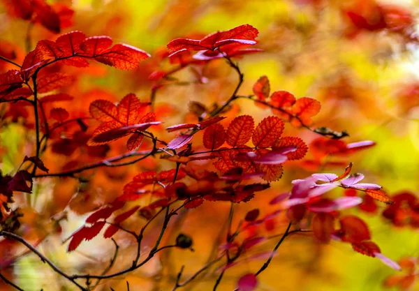 Kırmızı güz gülü yaprakları