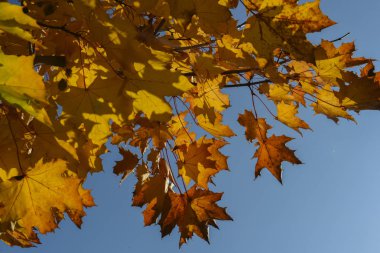 Mavi bir arka plan üzerinde güzel sonbahar yaprakları.