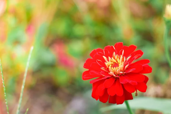 Fechar perto de flor de cor vermelha e amarela à direita da foto behin — Fotografia de Stock