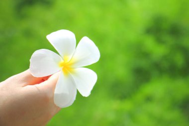 Plumeria beyaz çiçeği, bulanık yeşil arka planlı bayanın elinde.