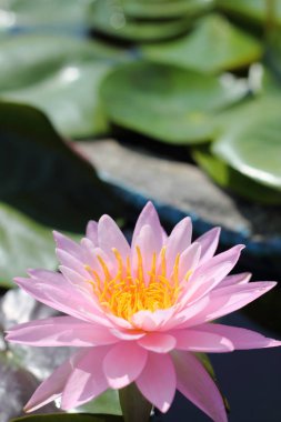 Pembe ve sarı nilüfer çiçekleri