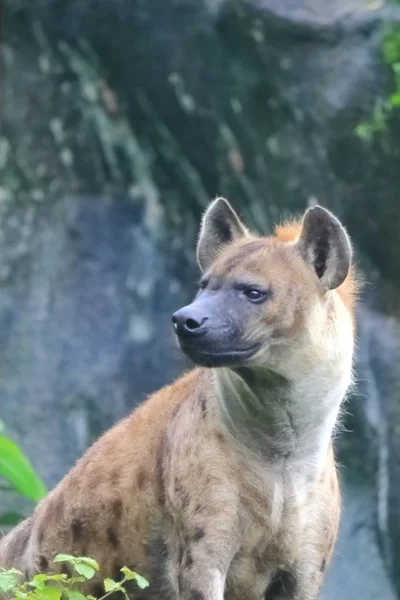 Hyaena ou hiena são quaisquer mamíferos carnívoros feliformes da família — Fotografia de Stock