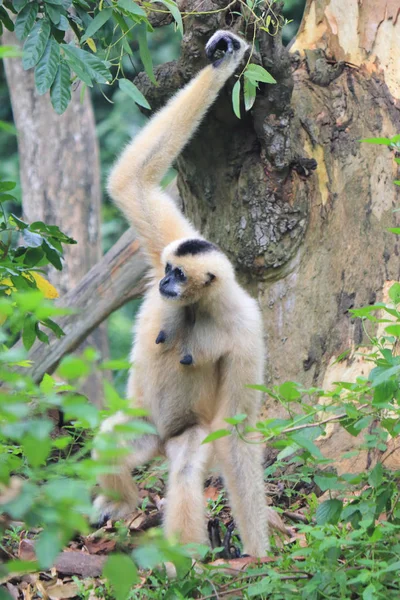 Gibbon Pileated (Hylobates pileatus), macaco . — Fotografia de Stock