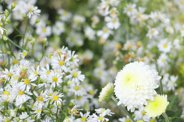 Chrysanthemum tea is a flower-based infusion beverage made from