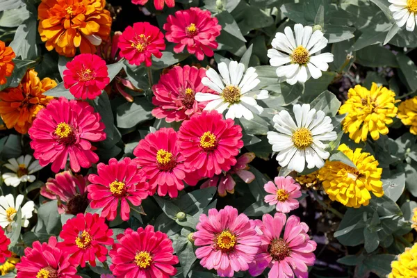 Червоні, рожеві, жовті та білі барвисті квіти — стокове фото