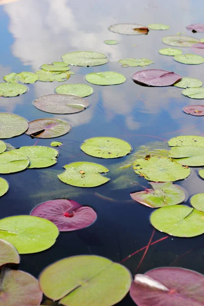 Lotus çiçekleri Nehri üzerinde