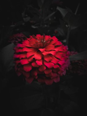 Koyu siyah arkaplanda kırmızı çiçek