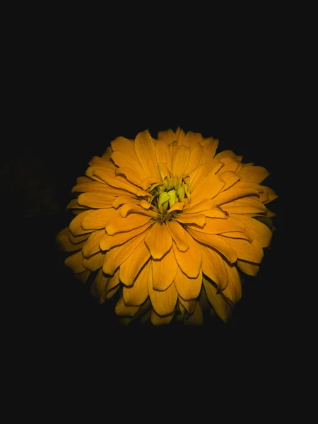Yellow flower in dark black background