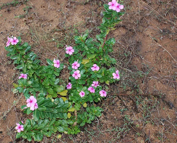 Planta tropical Periwinkle (Catharanthus roseus) com flor rosa — Fotografia de Stock
