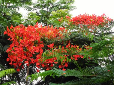 Kırmızı çiçekli tropikal çalı (Caesalpinia brasiliensis) ve g