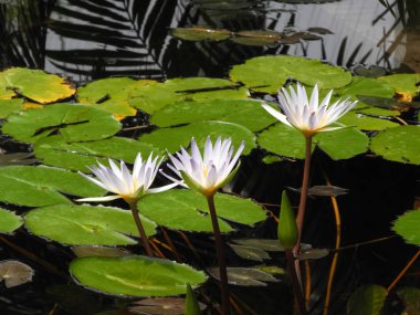 Kutsal Lotus (Nelumbo nucifera), Hindistan, Tamil nadu