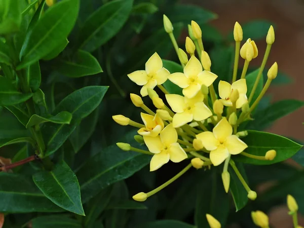 Planta tropical Allamanda cathartica com uma flor amarela em Koch — Fotografia de Stock