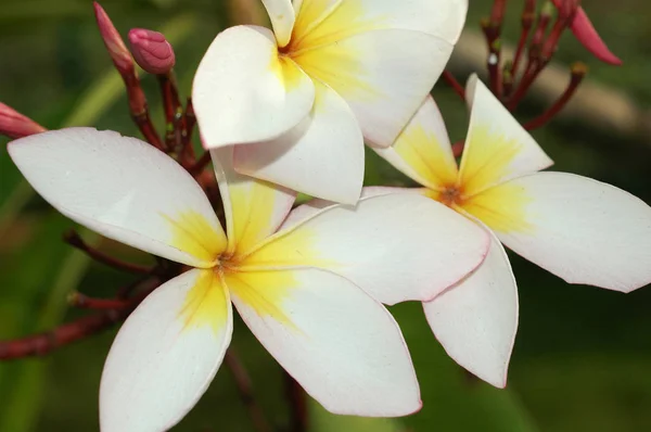 Tropisk plante Plumeria med hvit blomst, India, Tamil Nadu – stockfoto