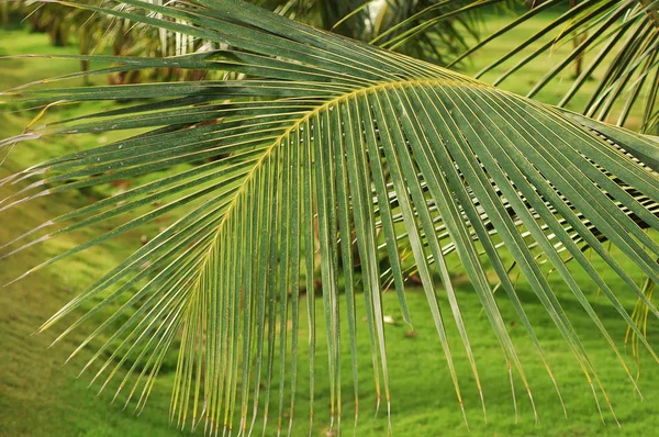 Kookospuun oksa, Intia, Tamil nadu — kuvapankkivalokuva