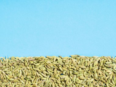 Mavi arka planda Baharat Feneli (Foeniculum vulgare)