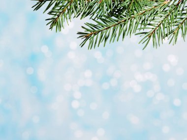 Bulanık parlak bokeh ile fidan dalları. Noel dolandırıcılığı