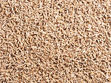 Kimyon tohumları (Cuminum), Jeera