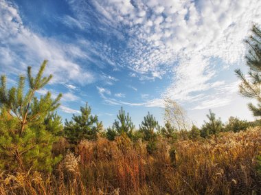 Sonbahar manzarası. Çimen, çam ve mavi gökyüzü. Balık gözü.