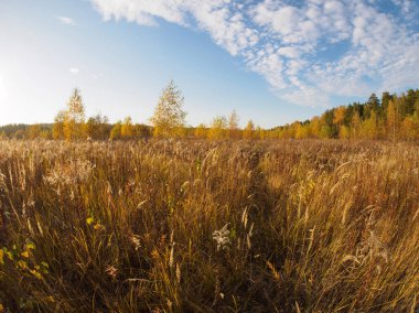 Sonbahar manzarası. Çimenler ve mavi gökyüzü. Balık gözü lensi