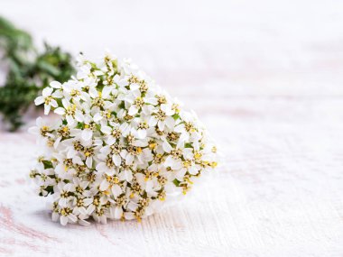 Beyaz ahşap arka planda yarrow çiçekleri