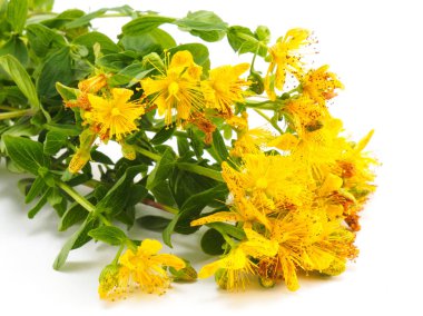 Beyaz arka planda çiçekli St. John 's (Hypericum) bitkisi