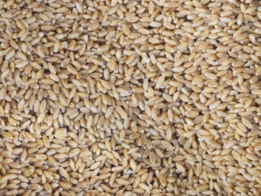 Sarı buğday, Kochi, Kerala, Ind pazarında indirim var.