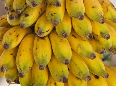 Kochi, Kerala 'da şubede sarı muzlar
