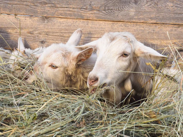 Las Cabras Blancas Comen Heno Granero Concepto Aldea País Ganado —  Fotos de Stock