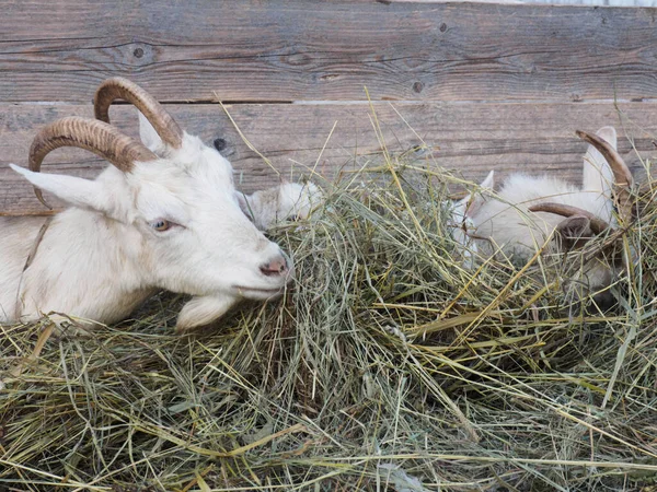 Las Cabras Blancas Con Cuernos Comen Heno Granero Concepto Aldea —  Fotos de Stock